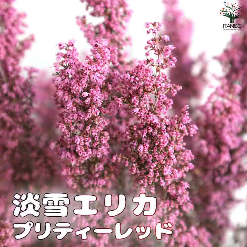 淡雪エリカ・プリティーレッド(濃ピンク)【庭木 4号～5号鉢】