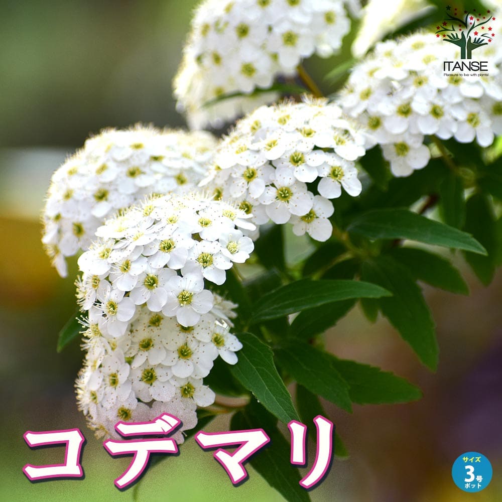 コデマリ【庭木 3号ポット】