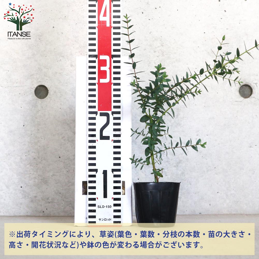 ユーカリ パルブラ(パルビフォリア)【花苗 3号ポット苗】｜ 【植物の