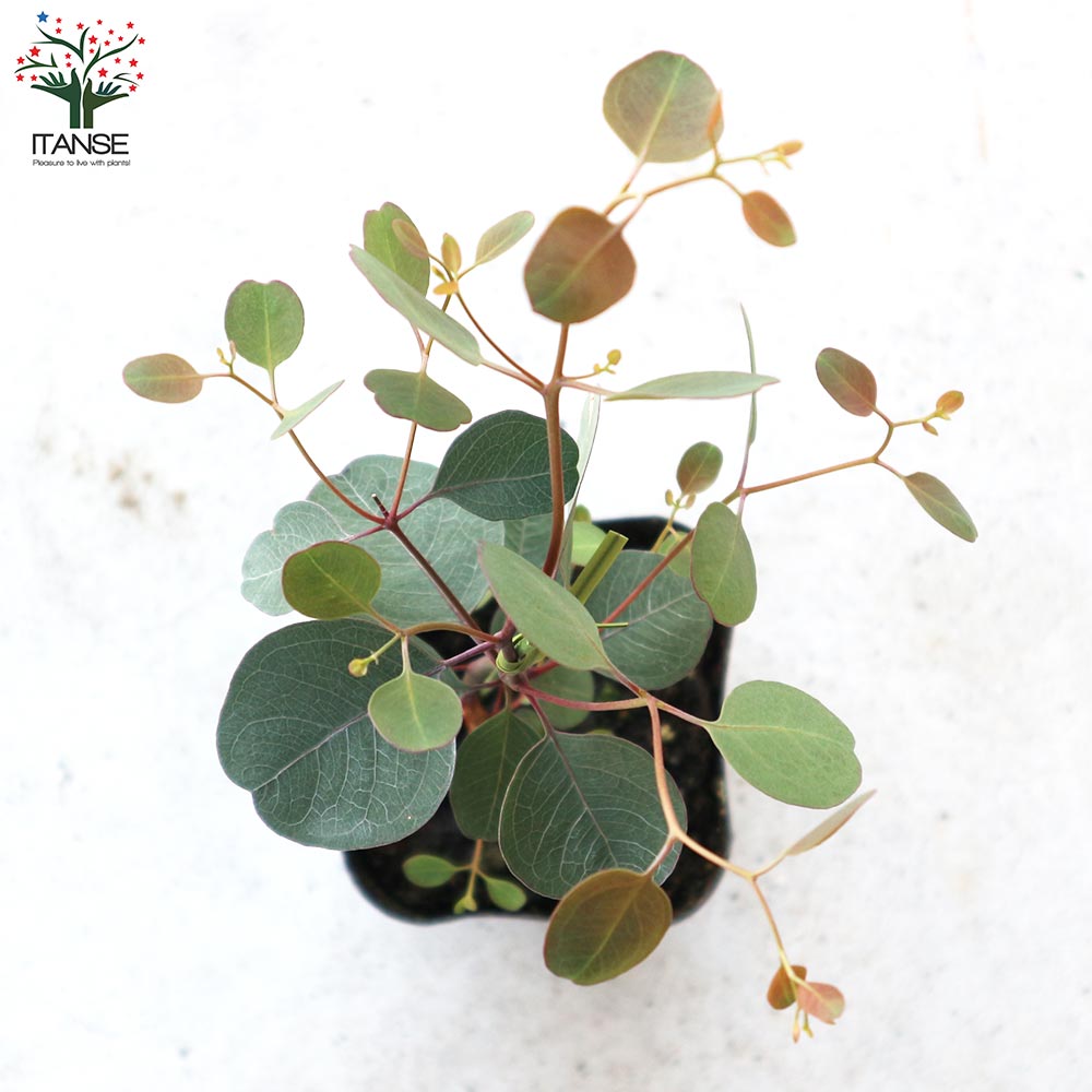 ユーカリ ポポラス(ポリアンセモス) 【花苗 3号ポット苗】｜ 【植物の