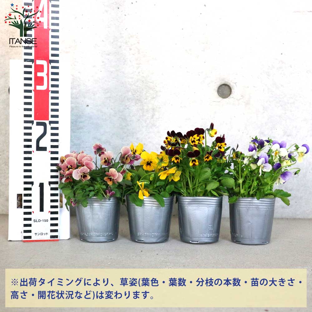 ビオラ・みもとコレクション3個～【花苗 3.5号ポット 色ミックス