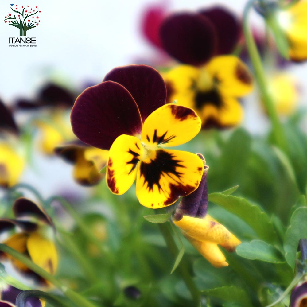 ビオラ・みもとコレクション3個～【花苗 3.5号ポット 色ミックス