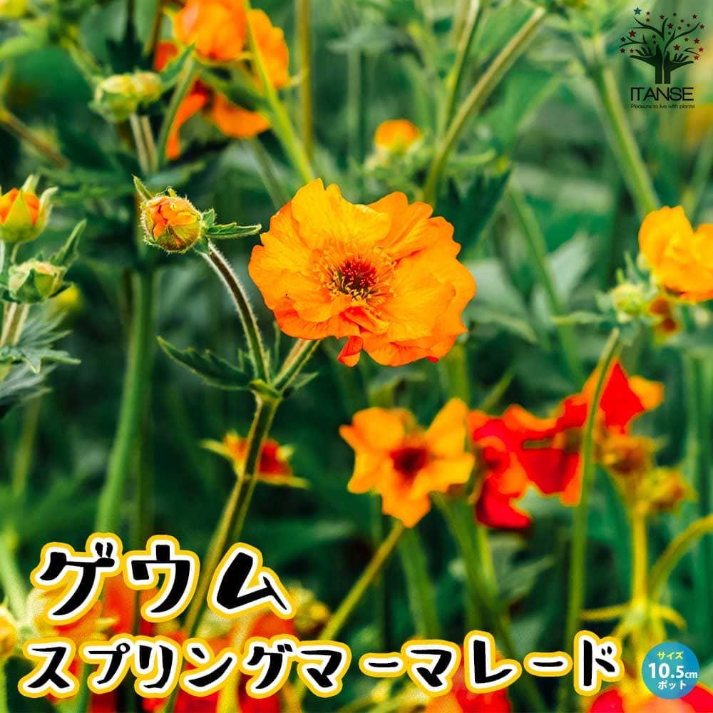 ゲウム・スプリングマーマレード (西洋ダイコンソウ)【花苗 3.5号ポット苗】