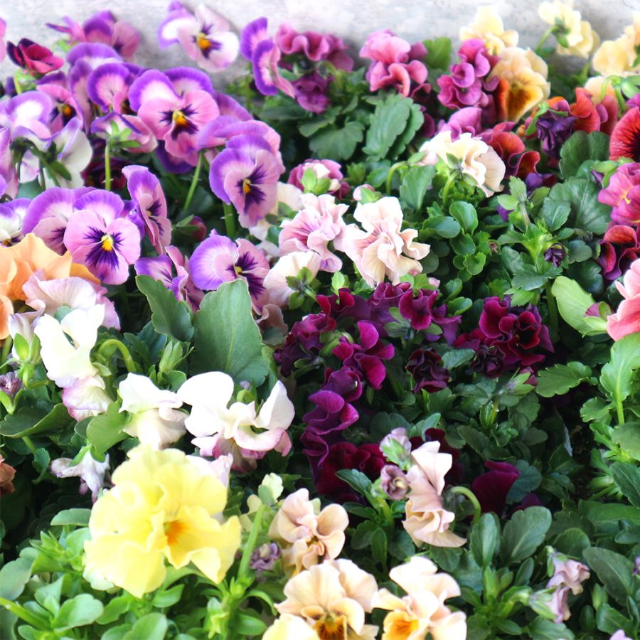 うえたコレクション パンジー・ビオラ4個～【花苗 3.5号ポット 色