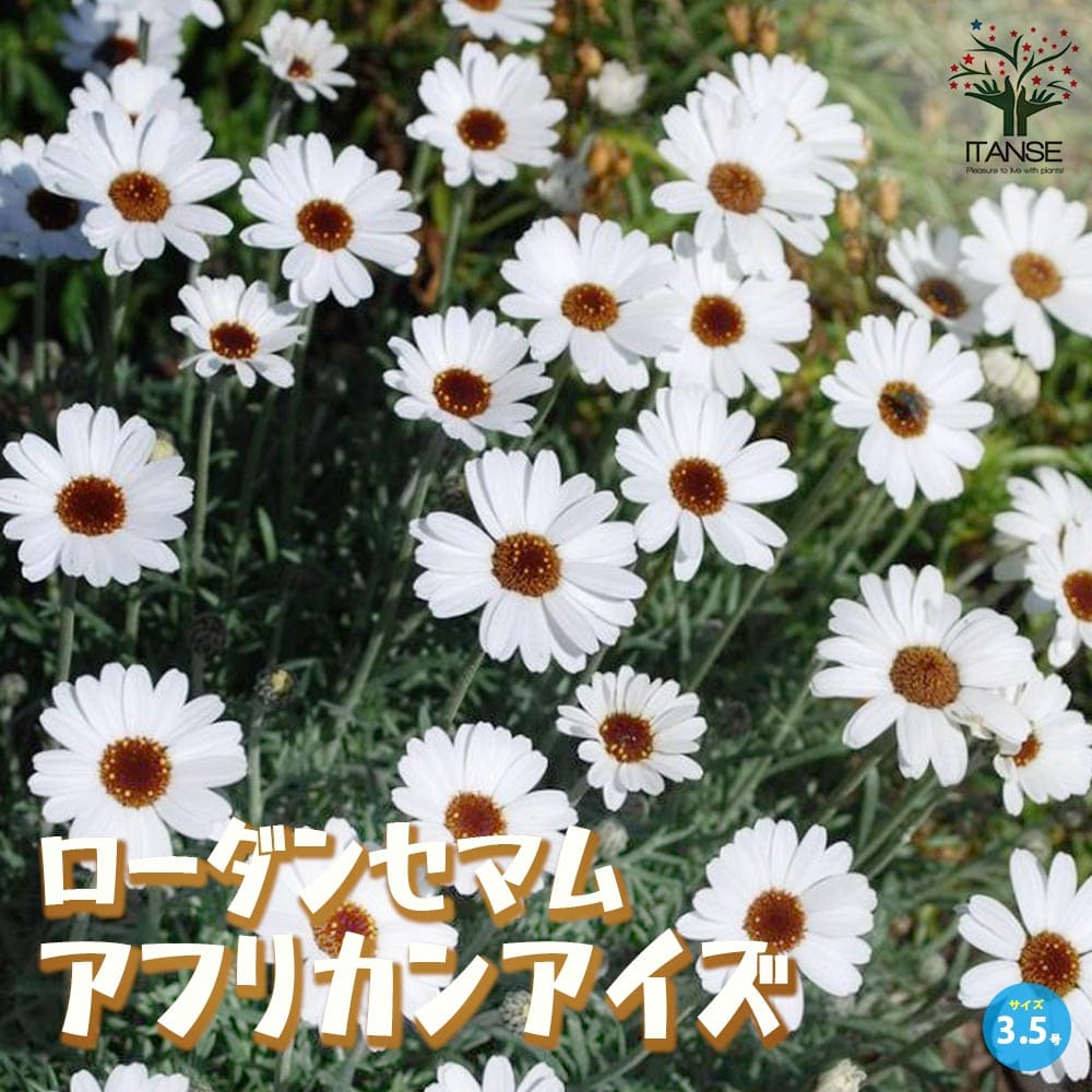ローダンセマム アフリカンアイズ【花苗 3.5号ポット】