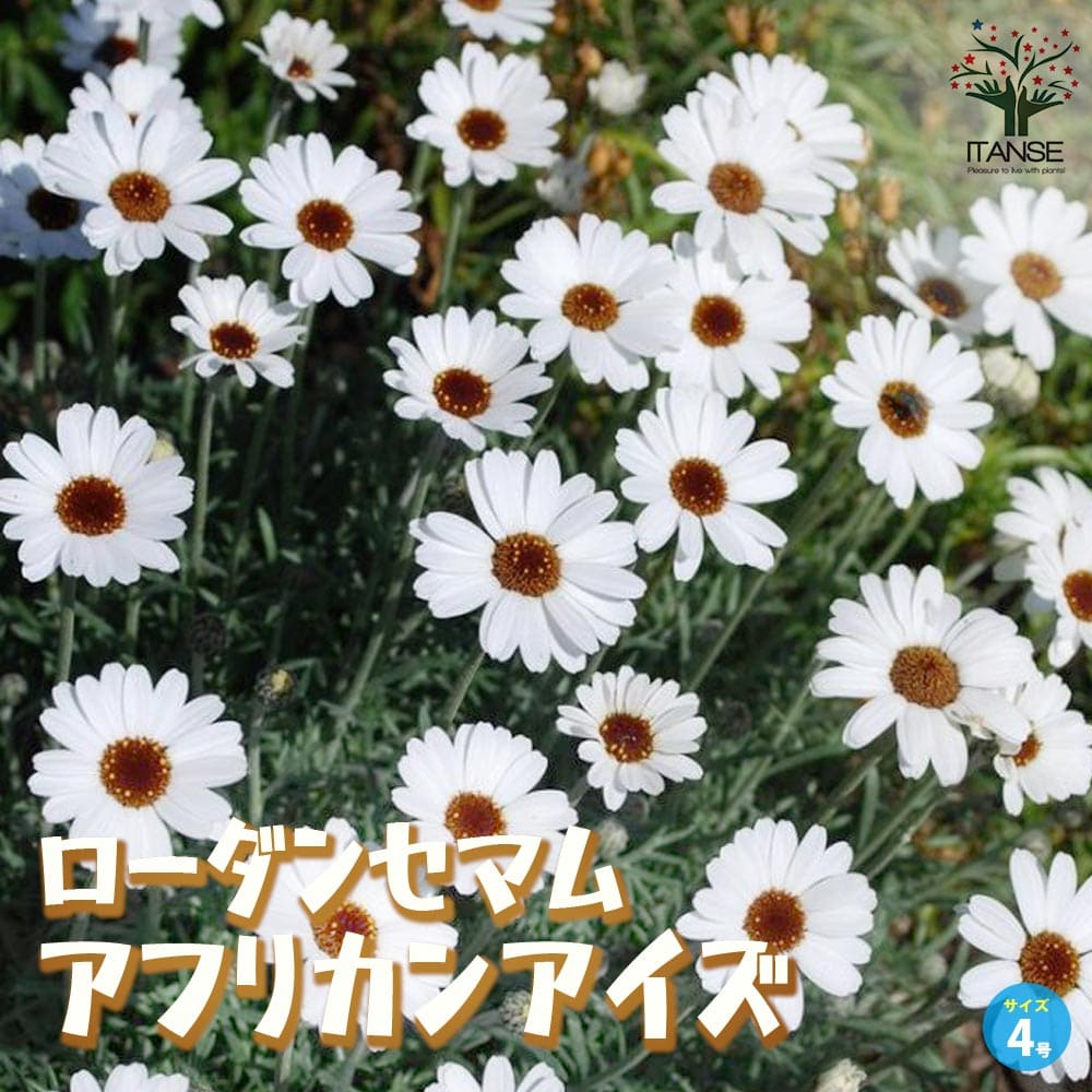 ローダンセマム アフリカンアイズ／多年草【花苗 4号ポット】