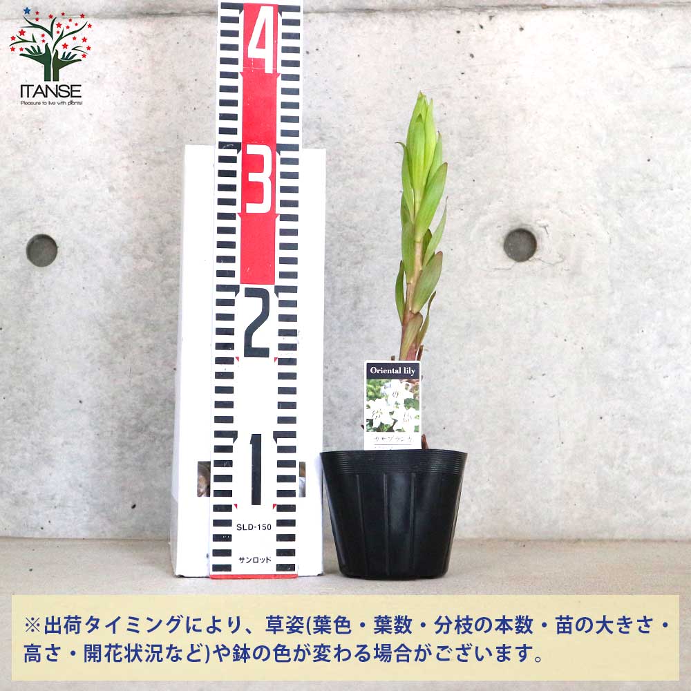 百合・カサブランカ(白花) 芽出し苗【花苗 3.5号ポット】｜ 【植物の 