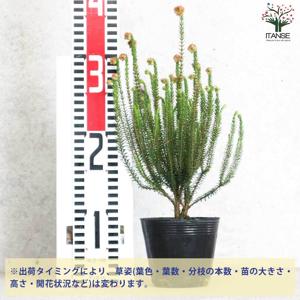 FNつき　エピテランサ　27種類セット　抜き苗 FNつき エピテランサ 27種類セット 抜き苗 FNつき エピテランサ 27種類