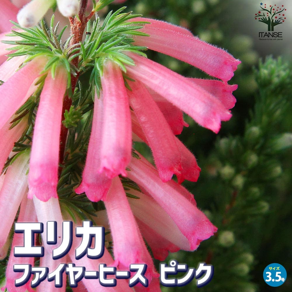 エリカ ファイヤーヒース・ピンク【花苗 3.5号ポット】