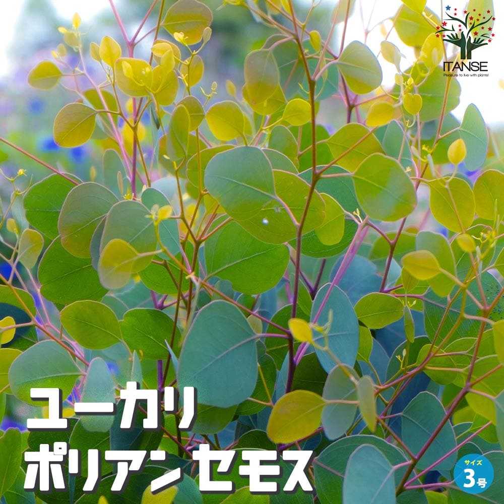 ユーカリ ポリアンセモス(ポポラス)【花苗 3号ロングポット】