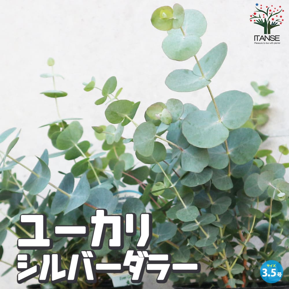 ユーカリ シルバーダラー【花苗 3.5号ポット苗】