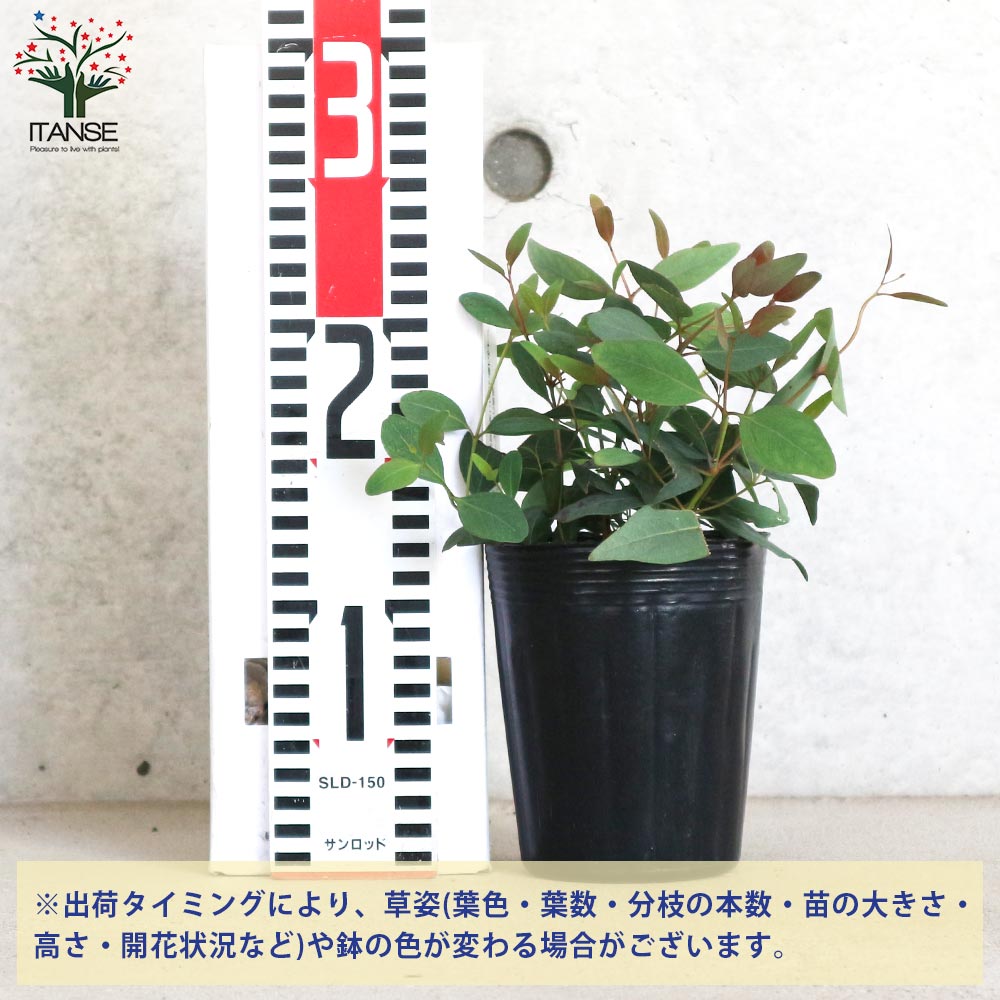観葉植物 ユーカリ ポポラス（10号鉢）｜HanaPrime（ハナプライム