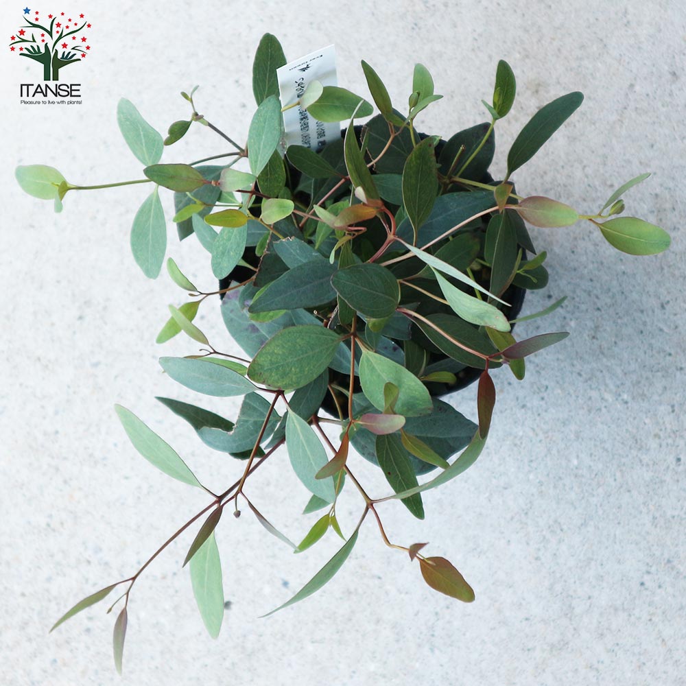 ユーカリ ポプルネア【花苗 3.5号ポット苗】｜ 【植物の