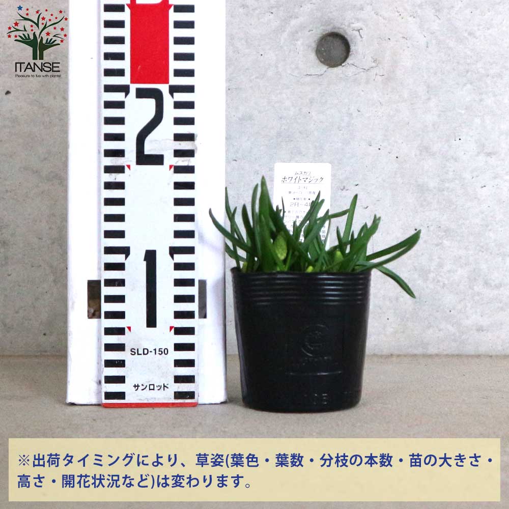 ムスカリ・ホワイトマジック 芽出し苗 【花苗 3.5号ポット】｜ 【植物