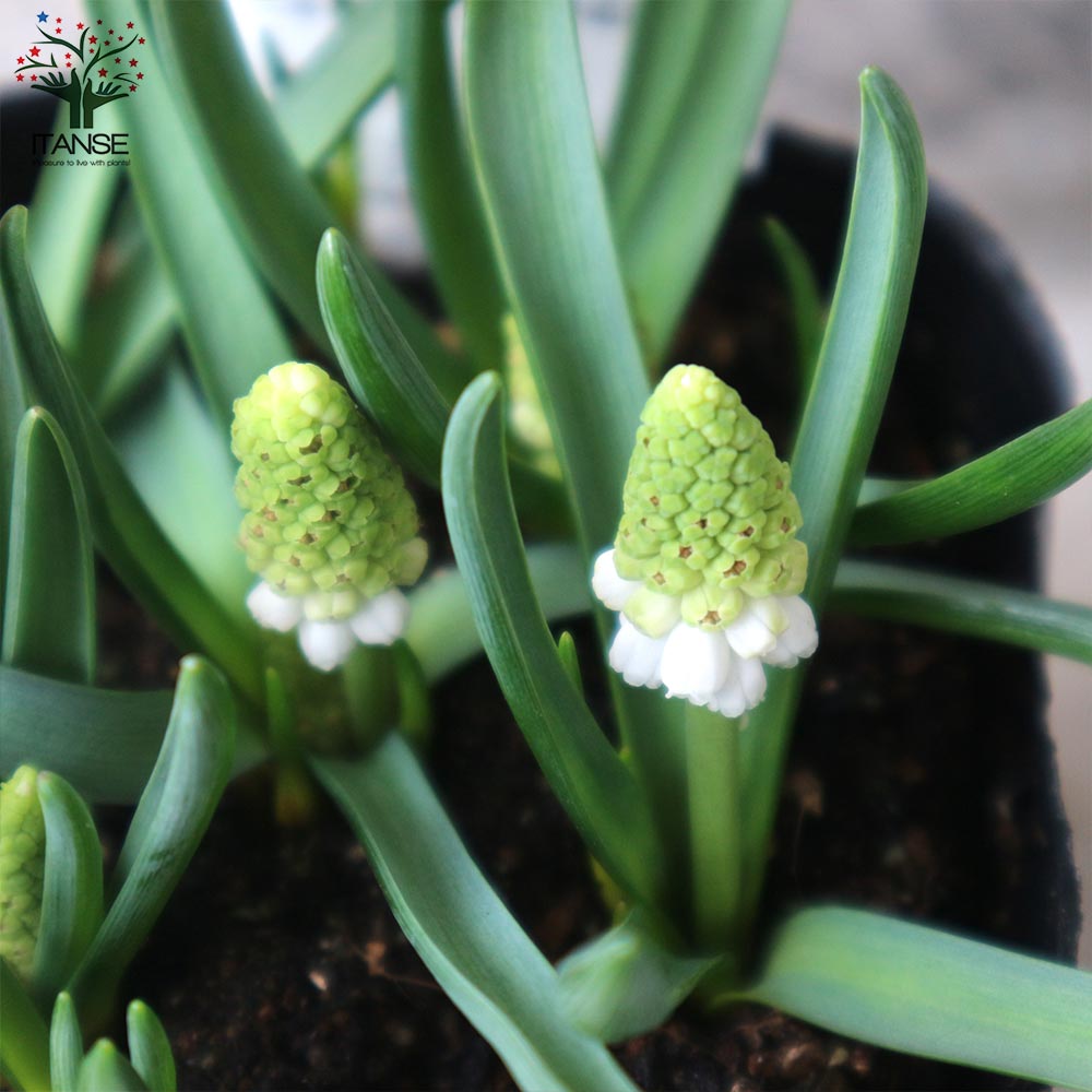 ムスカリ ムスカリ・ホワイトマジック 芽出し苗 【花苗 3.5号ポット】｜ 【植物