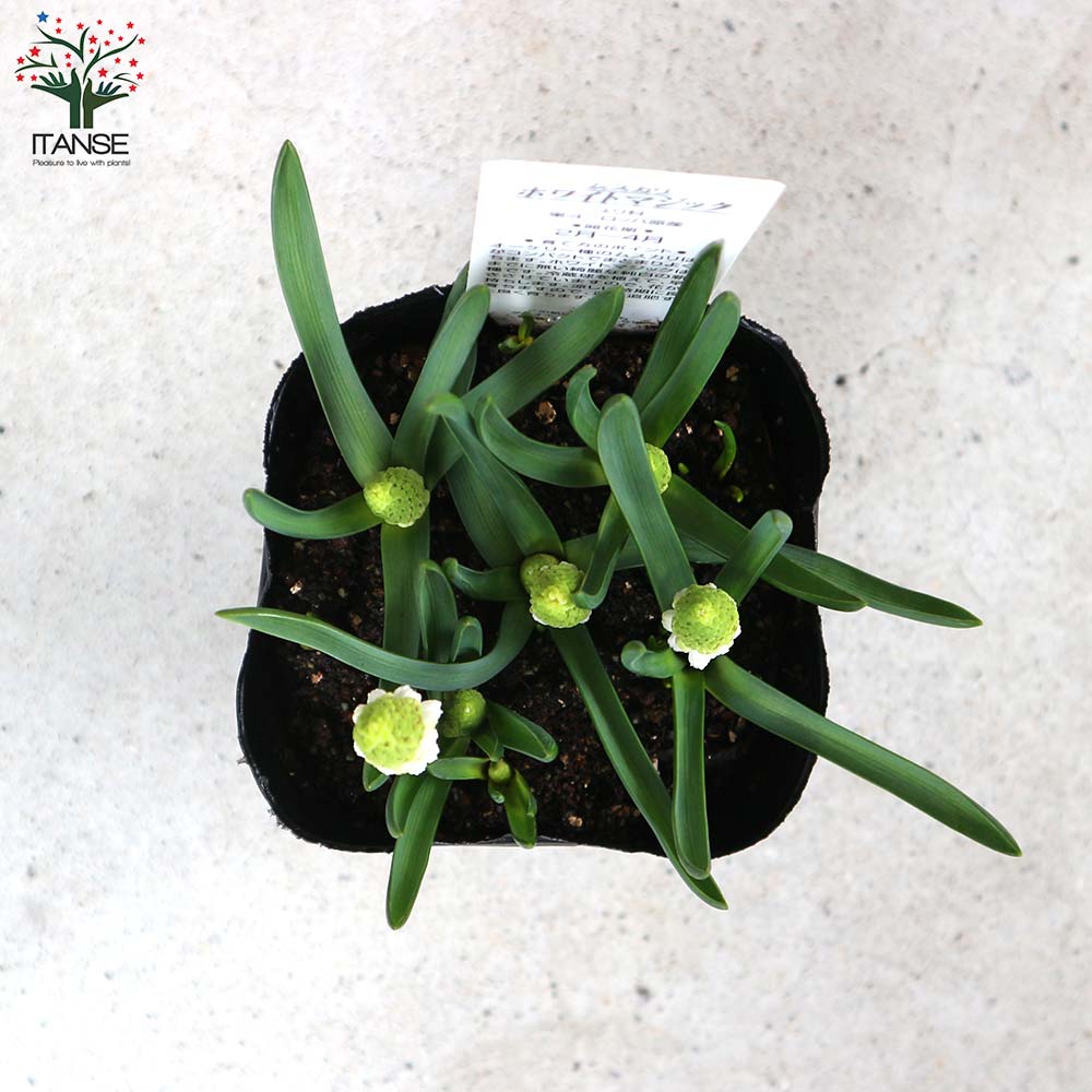 ムスカリ・ホワイトマジック 芽出し苗 【花苗 3.5号ポット】｜ 【植物