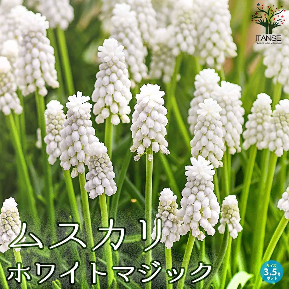 ムスカリ・ホワイトマジック 芽出し苗 【花苗 3.5号ポット】