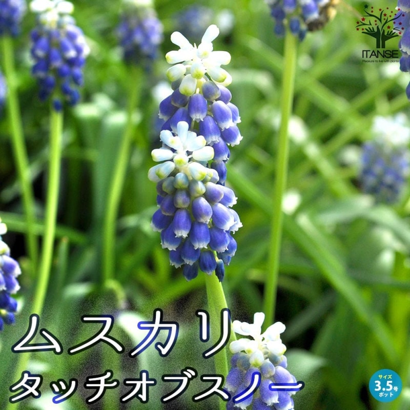 ムスカリ｜【植物のITANSE】全品送料無料・即出荷!
