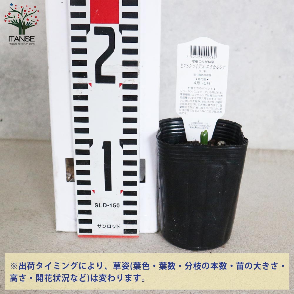 ヒアシンソイデス・エクセルシア (シラー・カンパニュラタ)／球根