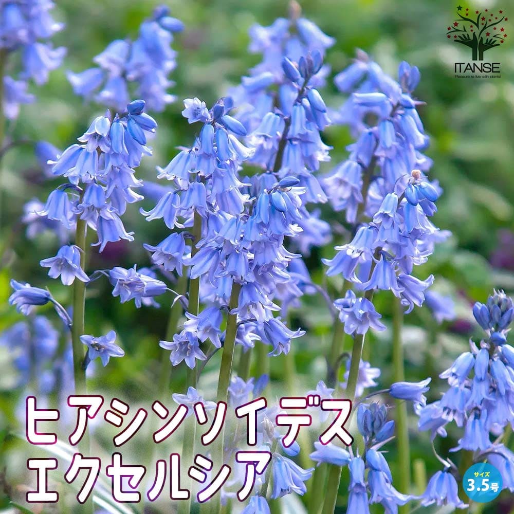 ヒアシンソイデス・エクセルシア (シラー・カンパニュラタ)／球根芽出し苗【花苗 3号ロングポット苗】