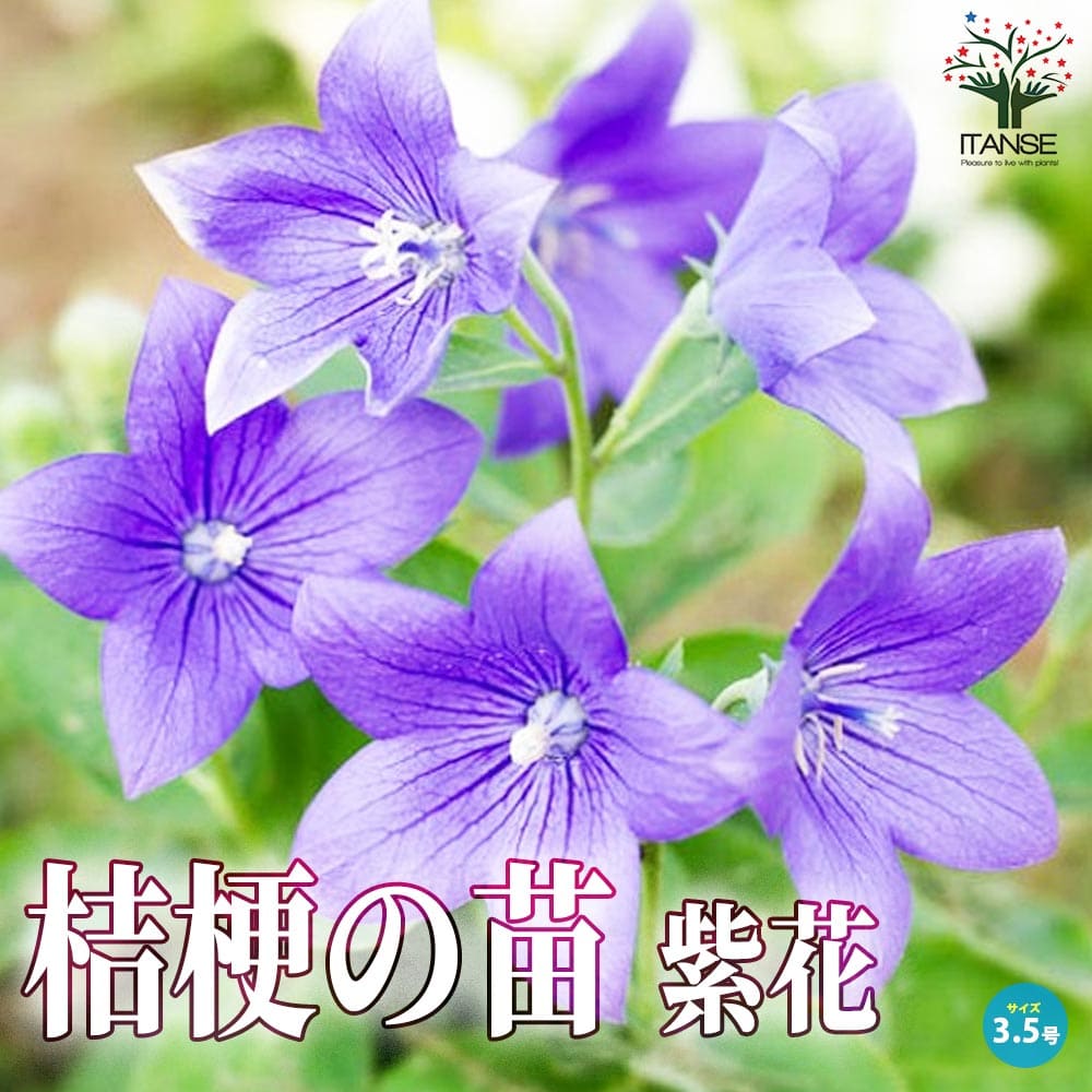 桔梗の苗 紫花／多年草【花苗 3.5号ロングポット苗】｜ 【植物の