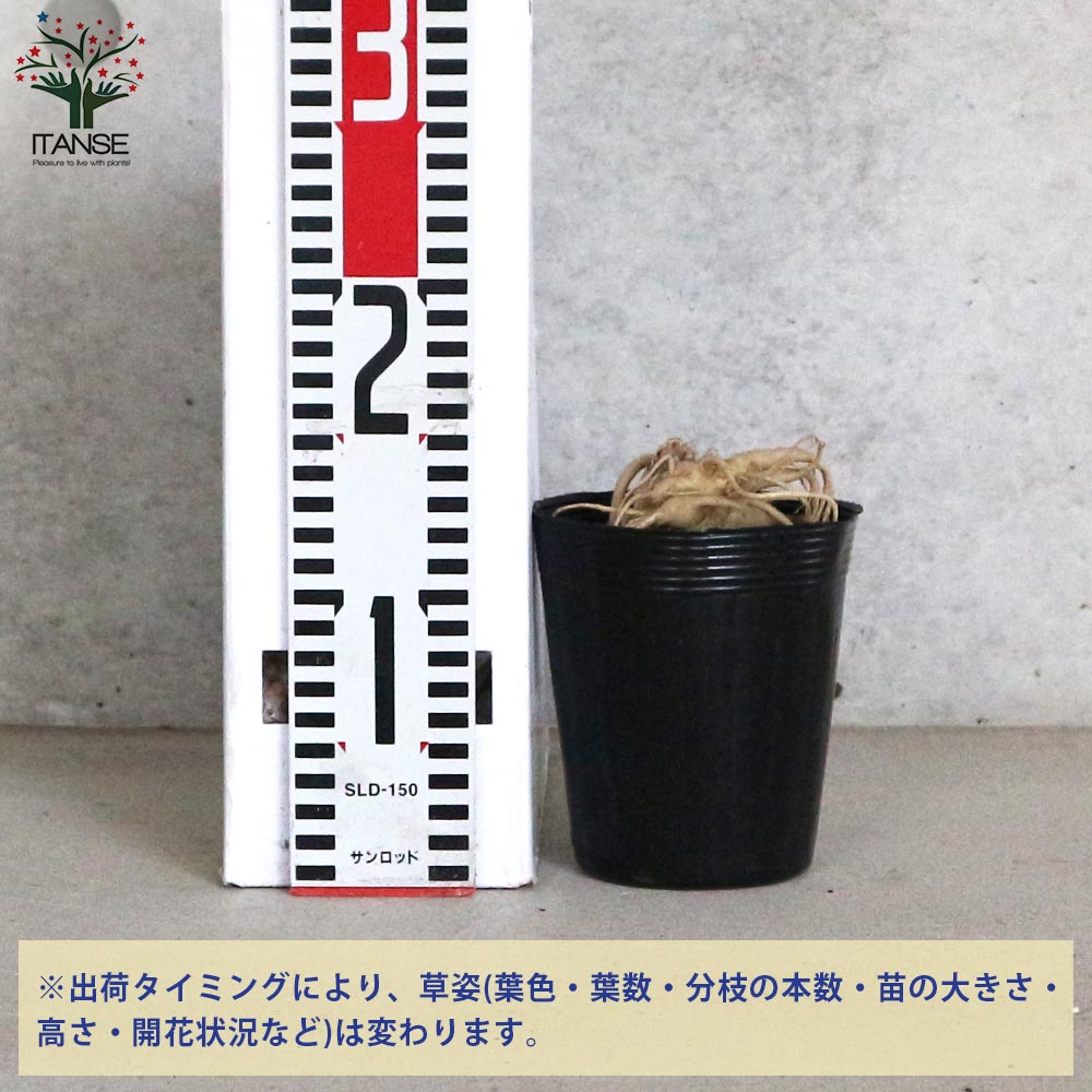 桔梗の苗 紫花／多年草【花苗 3.5号ロングポット苗】｜ 【植物の