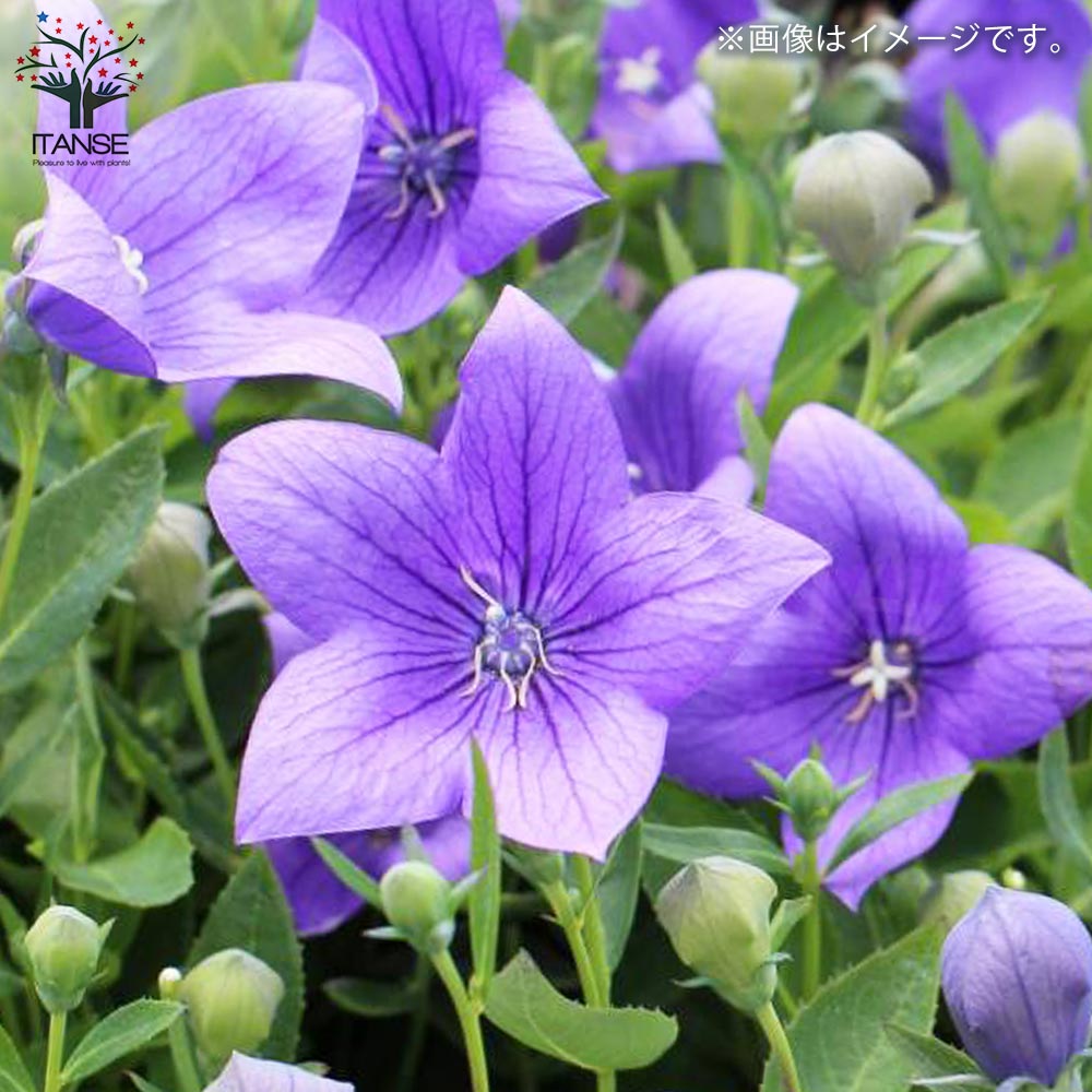 桔梗の苗 紫花／多年草【花苗 3.5号ロングポット苗】｜ 【植物の