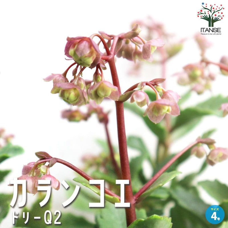 セダム・斑入りパリダム2個～【多肉植物 3号ポット苗 グランドカバー