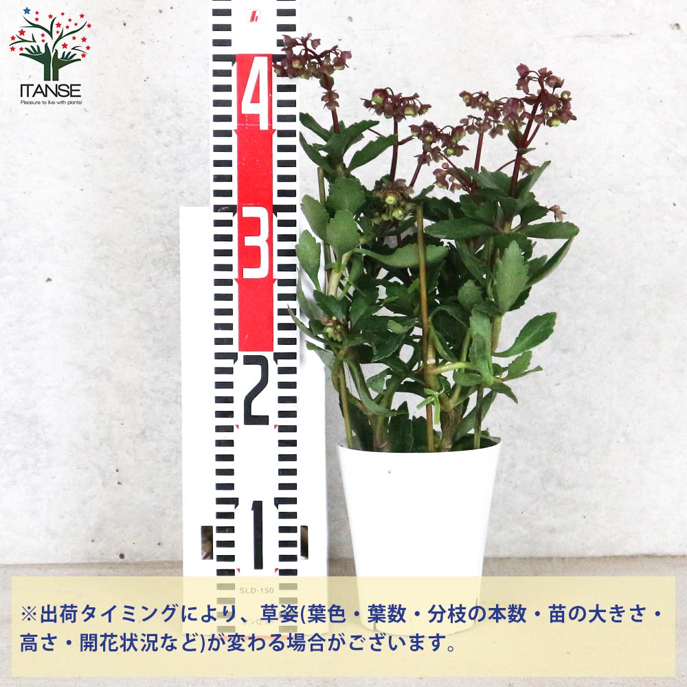 カランコエ ドリーQ2／多肉植物【花苗 4号鉢】｜ 【植物のITANSE