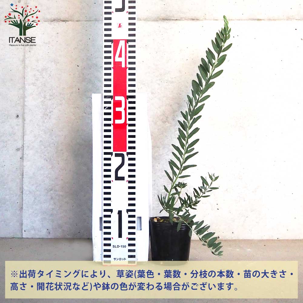 アカシアブルーブッシュ ポット苗 オージープランツ アカシア