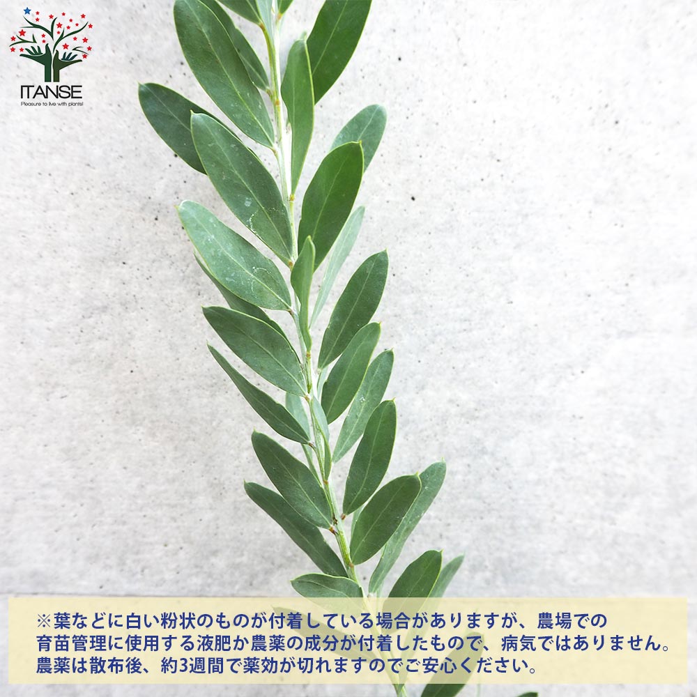 アカシア ブルーブッシュ【花苗 3号ポット】｜ 【植物のITANSE