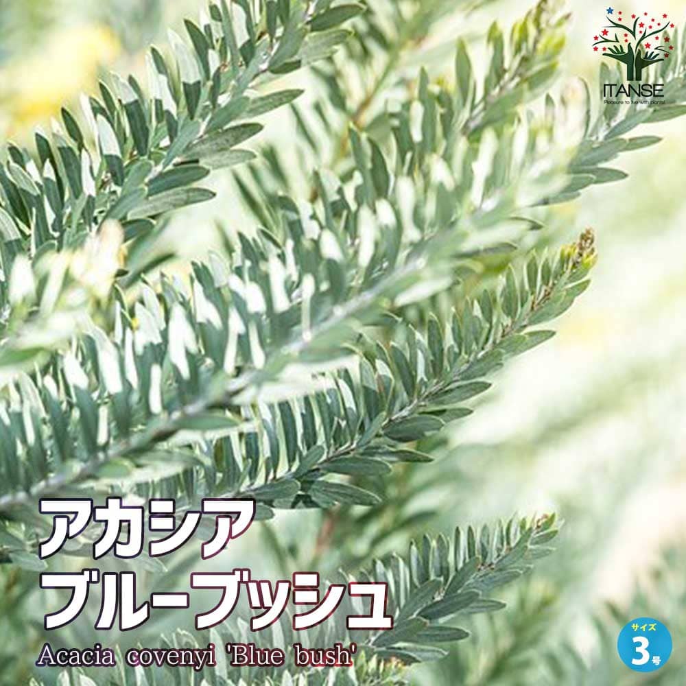 アカシア ブルーブッシュ【花苗 3号ポット】｜ 【植物の