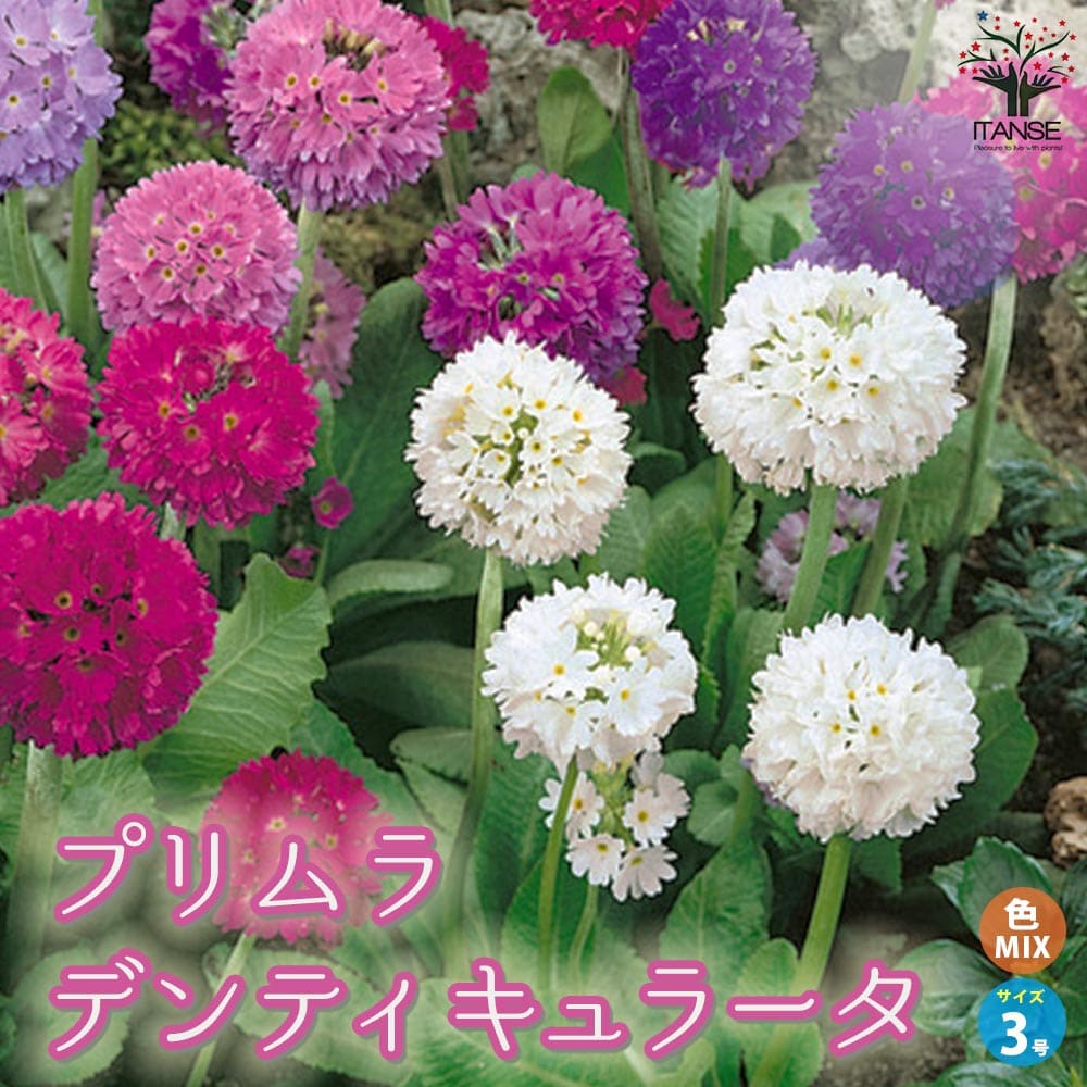 プリムラ デンティキュラータ(玉咲きサクラソウ)【花苗 色MIX見計らい3号ポット】