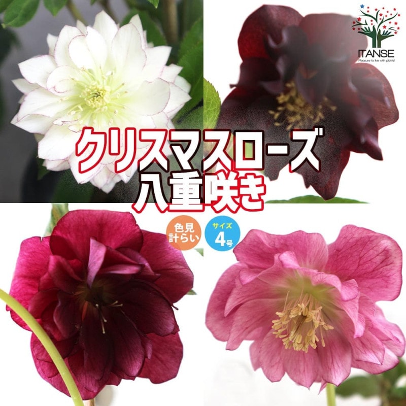 クリスマスローズ｜【植物のITANSE】全品送料無料・即出荷!