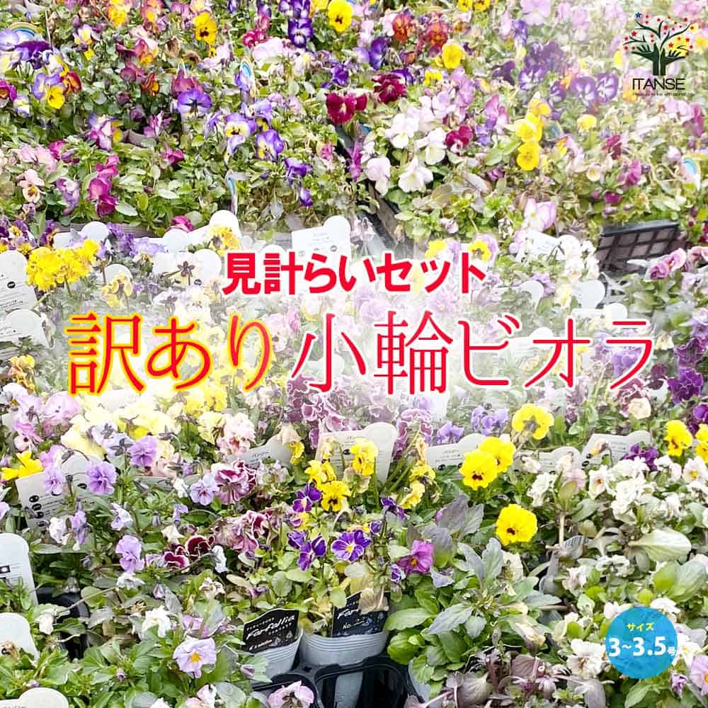 訳あり小輪ビオラ 良品から多少劣化した苗 取り交ぜて色見計い【花苗】
