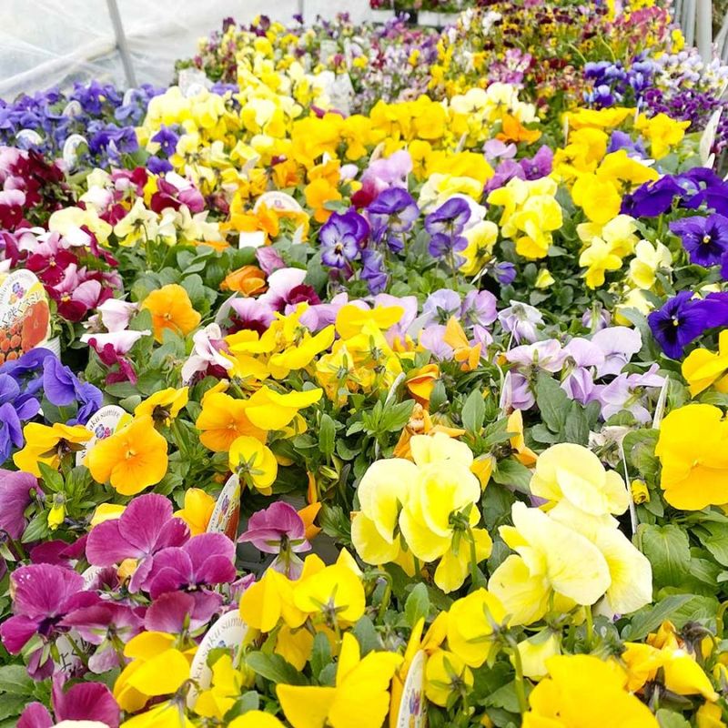 マンゴー アーウィンの苗木”18cmポット接木苗” 樹高約30cm 1本売り