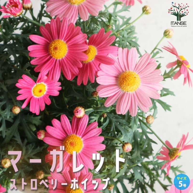 ★大人気★マーガレット ストロベリーホイップ ☆大人気☆マーガレット ストロベリーホイップ - メルカリ