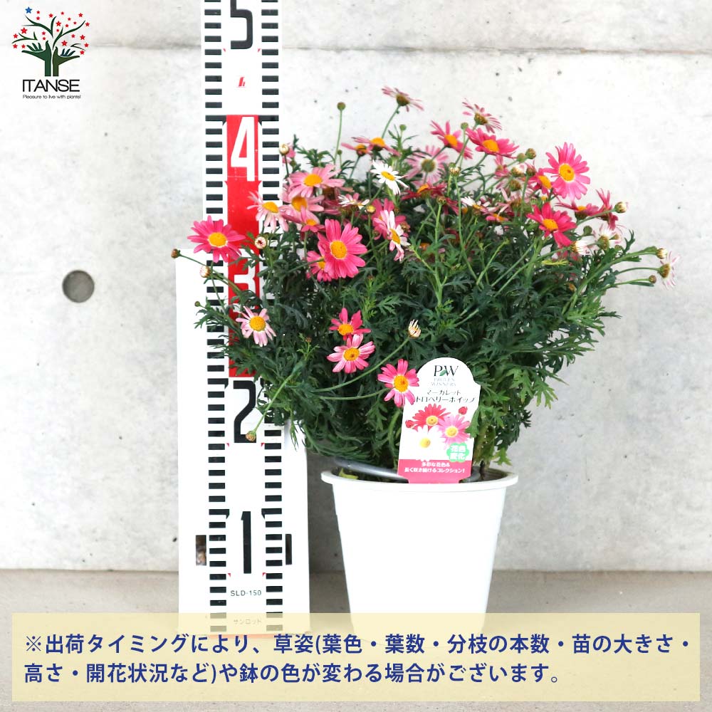 マーガレット ストロベリーホイップ【花苗 5号鉢】｜ 【植物の