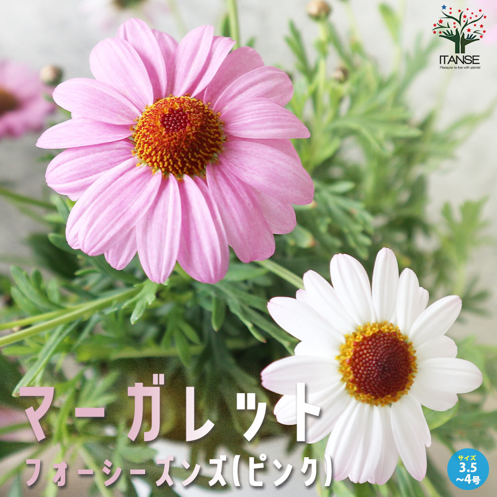 マーガレット フォーシーズンズ(ピンク)【花苗 3.5号～4号ポット苗】