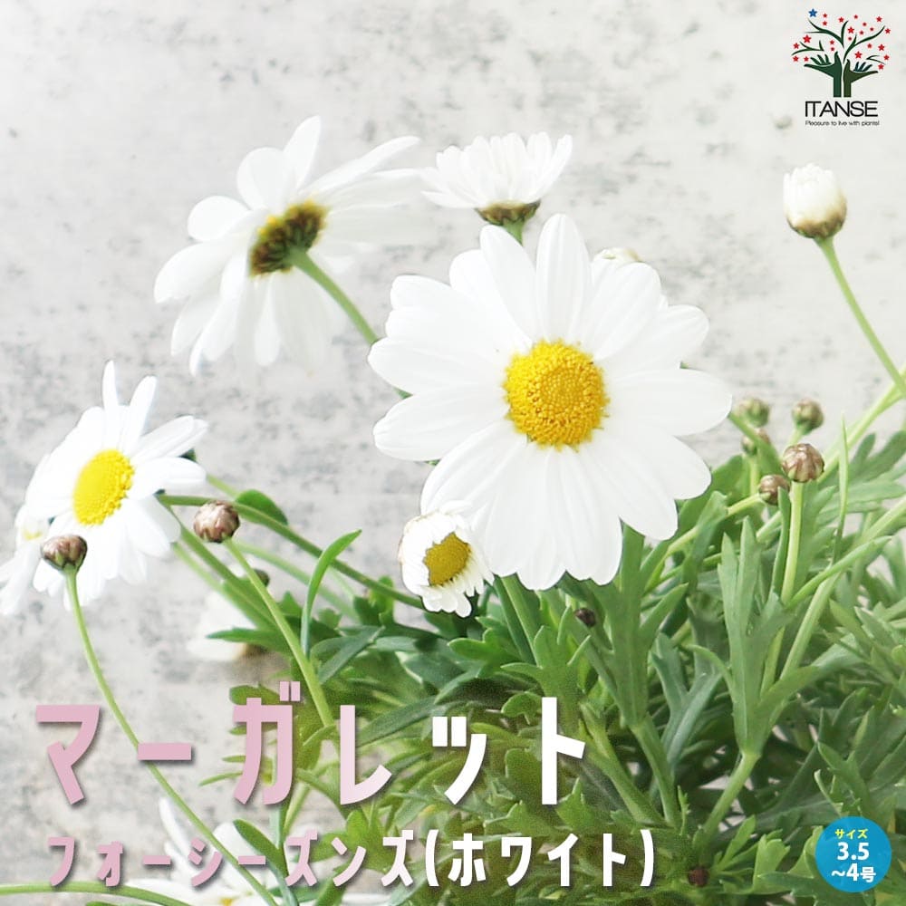 マーガレット フォーシーズンズホワイト【花苗 3.5号～4号ポット苗】