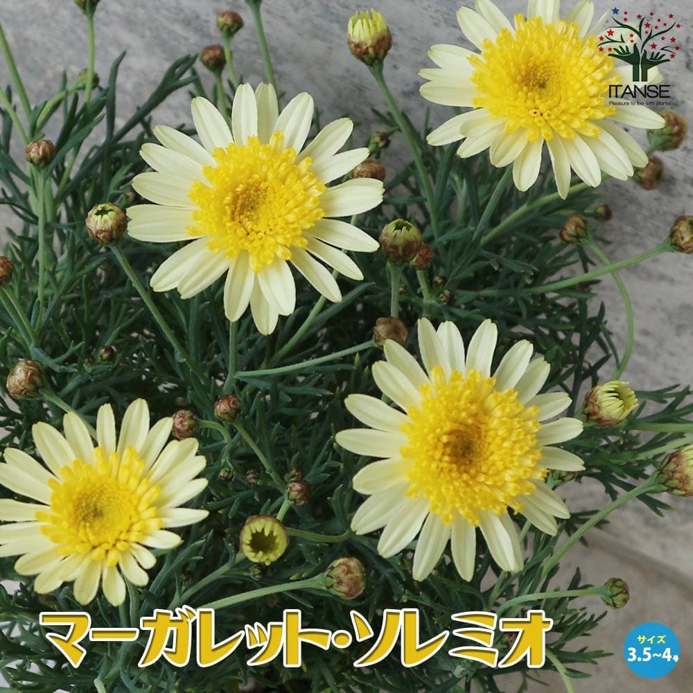マーガレット ソレミオ【花苗 3.5号～4号ポット苗】