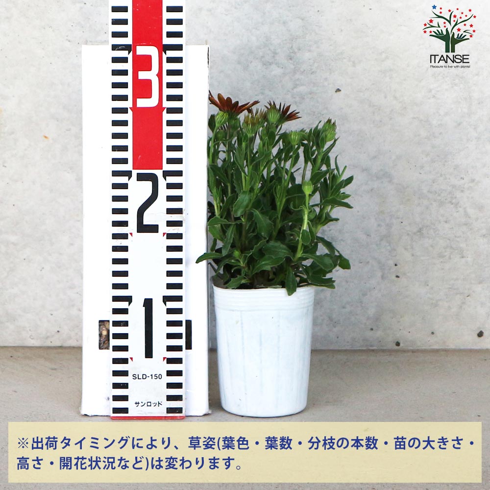 オステオスペルマム パティエ アンティークレッド【花苗 3号ロング