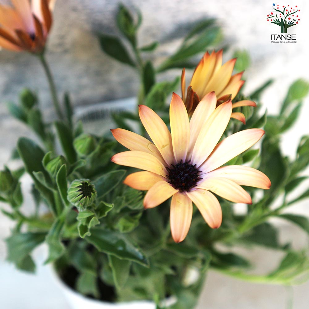 オステオスペルマム パティエ ピーチタルト【花苗 3号ロングポット