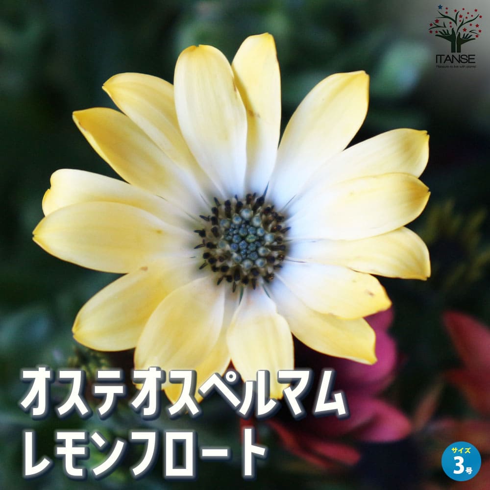 オステオスペルマム パティエ レモンフロート【花苗 3号ロングポット】