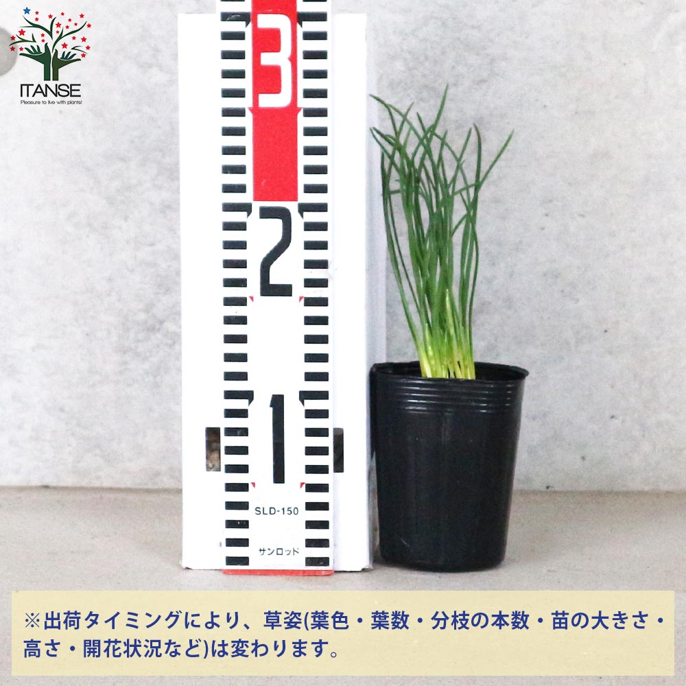 3号鉢 ザラゴーサspノバ×ホリコロ札付きポットごとオーズプランツさん苗 ザラゴーサspノバ×ホリコロ 札 ポットごと3号鉢 オーズさん苗