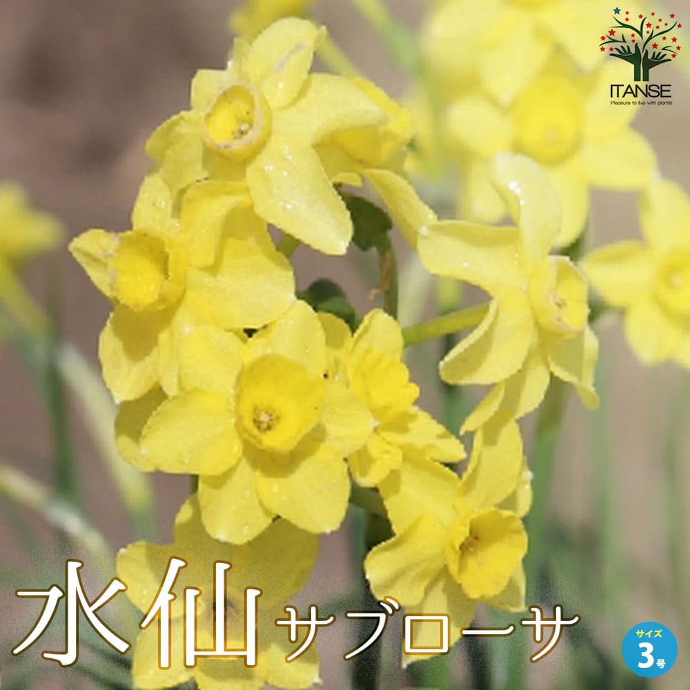 水仙 サブローサ【花苗 3号ロングポット苗】