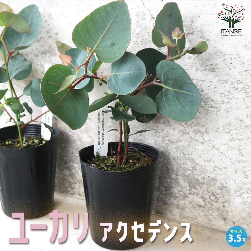 ユーカリ出品 大きめ苗♪ ユーカリ アップルボックス 4号鉢植え シンボル