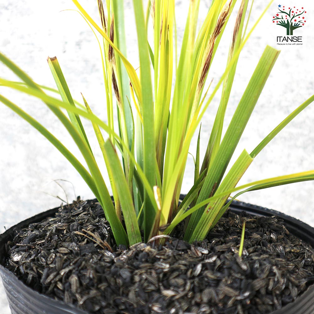 カレックス エバリロ(エヴァリロ)【花苗 5号ポット】｜ 【植物の