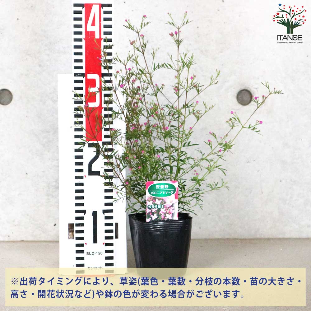 ボロニア ピナータ【花苗 3.5号ポット】｜ 【植物のITANSE】全品
