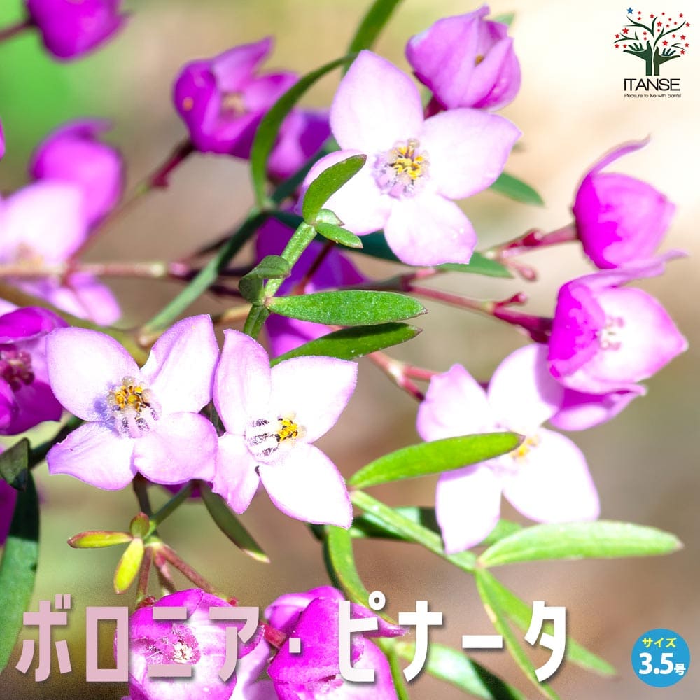 ボロニア ピナータ【花苗 3.5号ポット】｜ 【植物のITANSE】全品
